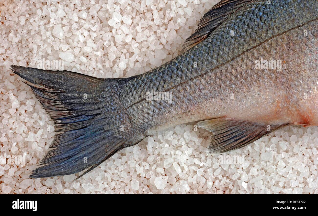 Dorade Royal, essen Fisch, auf einem Bett von Meersalz Stockfotografie -  Alamy