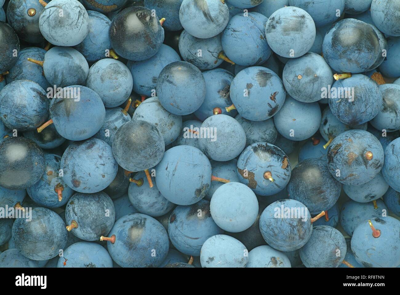 Blackthorn oder Schlehe (Prunus Spinosa) Beeren Stockfoto