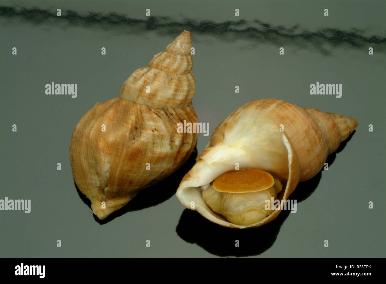 Wellhornschnecken (Buccinum undatum) Seeschnecken, Meeresfrüchte Stockfoto