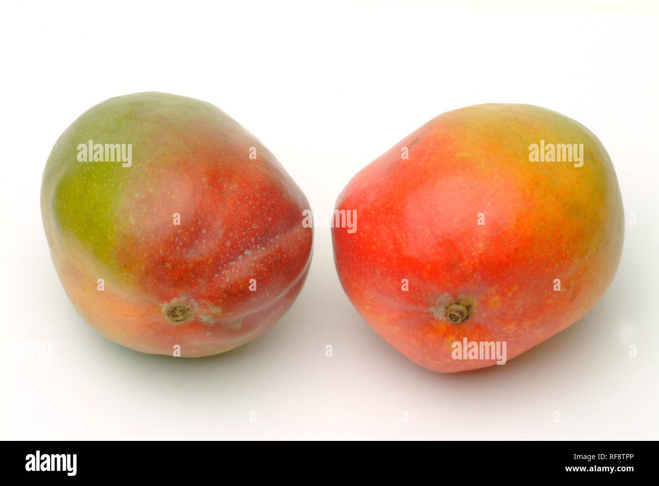 Mangos (Mangifera Indica) Stockfoto