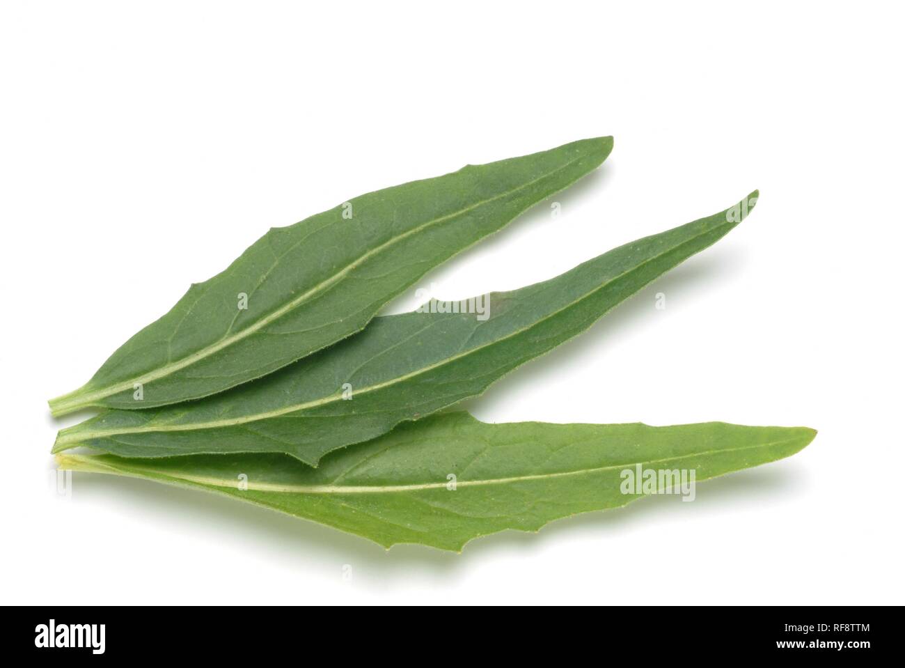 Türkische Raketen oder Hügel Senf oder Warzige Kohl (Bunias orientalis) Stockfoto