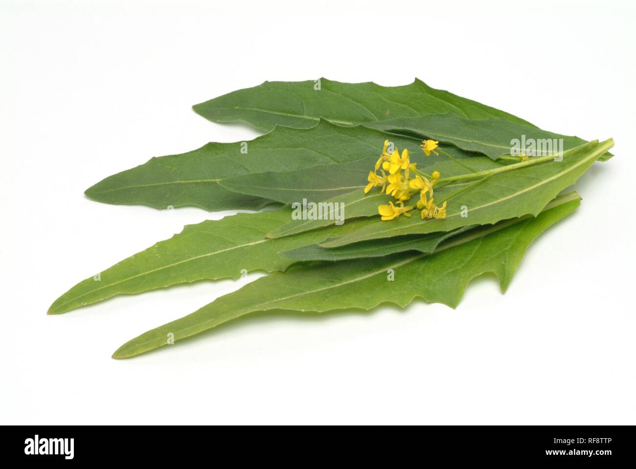 Türkische Raketen oder Hügel Senf oder Warzige Kohl (Bunias orientalis) Stockfoto