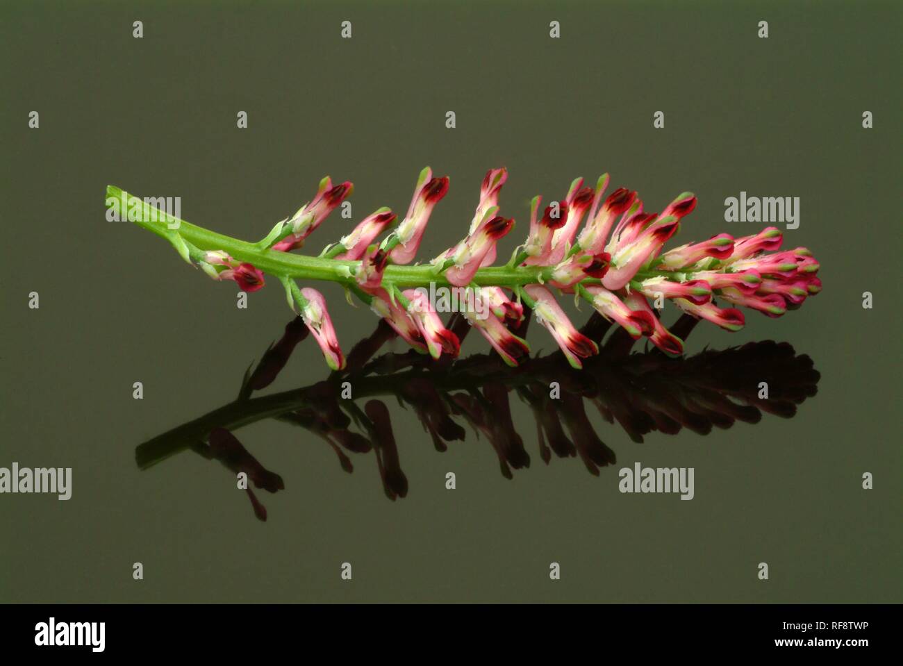 Gemeinsame Fumitory oder Erde Rauch (Fumaria officinalis), heilkraut Stockfoto