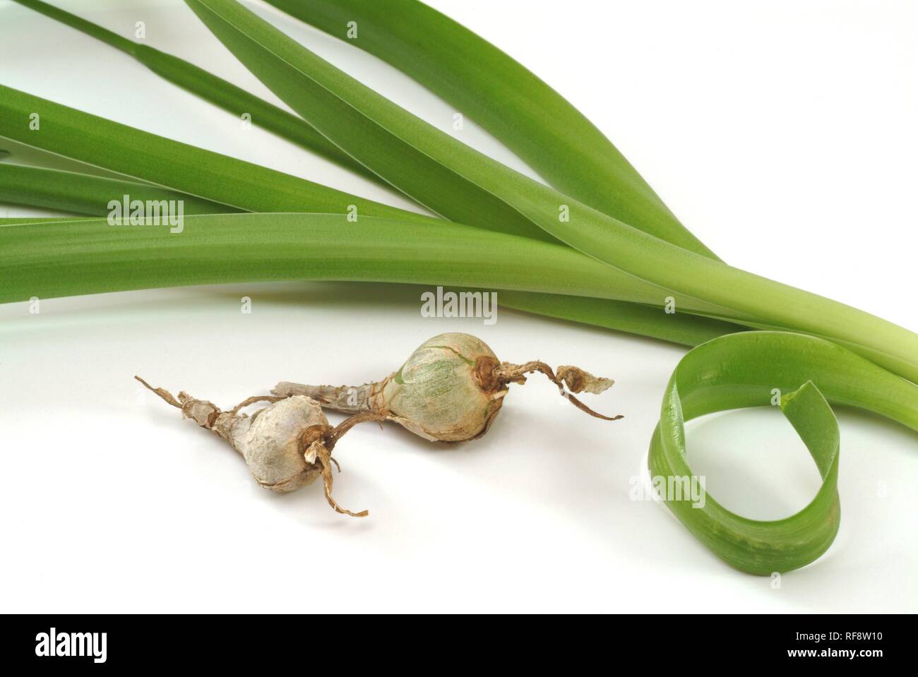 Rot - oder Meer Blausterne, Meer Zwiebel (Scilla maritima oder Urginea maritima), Heilpflanzen Stockfoto