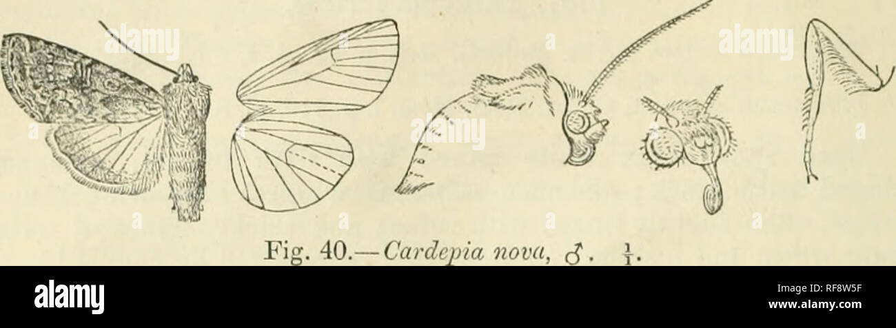 . Katalog der Lepidoptera Phalaenae im British Museum. Ergänzen. Motten. 23 G KOCTUIDJE. Dann Gyrus und schwarze und weiße Punkte auf die Venen, excurved zu Vene 4, dann incurved, einige helle Punkte darüber hinaus auf Costa; subtermiual Linie verj'undeutlich, Palo, d'auf der Innenseite durch leichte Gyrus dunkle Flecken in der Mitte, ang-lcd nach außen an der Vene 7 verurteilt und excurved in der Mitte; ein Terminal Serie von Siii. Kranke blac-k lunules:. Fiff. 40. Cilia weißlich mit zwei braunen Linien durch Sie. Hinterflügeln weiß, die Venen und Bereich Terminal suflfused mit Fuscous; die Unterseite mit den Rippenbögen und Ter Stockfoto