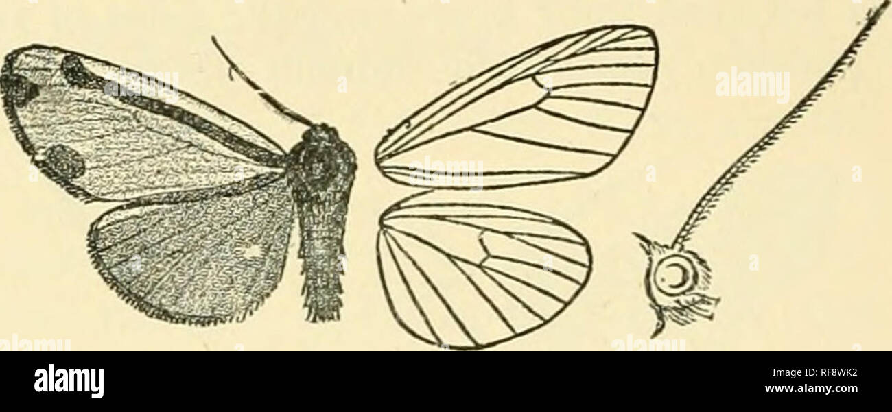 . Katalog der Lepidoptera Phalaenae im British Museum. Motten. 186 ARCTIAD. E. 1561. Tyria jacobaesB. Nocfua jacohmcB, Linn. Syst. Nat. Ich. S. 5 L1 (1758); Esp. Schmett. iv. (1) S. 87, Pi. 91. ff 6-8; Curtis, Brit. Ent. t. pi. 499; Stepb. Iii. Bi-it. Ent., Haust.II, S. 90; Staud. Kat. S. 56; Kirby, Cat. Het. S. 351. CaUimorpha xenccionis, Godt. Lep. Fr. iv. S. 377, Pi. 42. w. 4 (1822). Eiichelia jacobcea, ab.fiavescerw, Thierry Mieg, Le Nat.ser.II, Bd. III S. 181 (1889). Kopf, Thorax und Abdomen schwarz-braun mit einem leichten bläulichen Glanz. Vorderflügel fuscous; Ein purpurroter subcostal Stoßfängerverkleidung Stockfoto