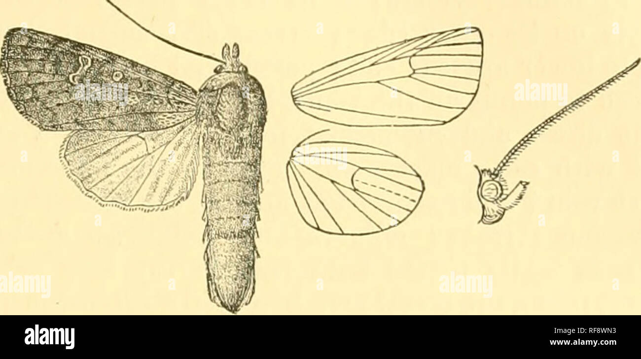 . Katalog der Lepidoptera Phalaenae im British Museum. Motten. ERIOPYGA. 329 nach außen unten Costa, excurved zu Vene 4, dann schräg, einige gelbe Punkte darüber hinaus auf Costa; subterminal Linie undeutlich, Braun, gyrus, gewinkelt nach außen an der Vene 7 und leicht excurved in der Mitte, durch gelbe und rote an der Außenseite definiert. Hinterflügeln weißlich, die Venen und Randgebiete mit braunen durchdrungen; die Unterseite mit. Abb. 80.- Eriopyga ditissbna, c?. Die rippenbögen und Terminal irrorated mit braunen, einem Scheibenförmigen point und postmedial punktförmigen Linie. Hah. Mexiko (Salle), 1 $ geben; Guatemala, V. de EIN Stockfoto