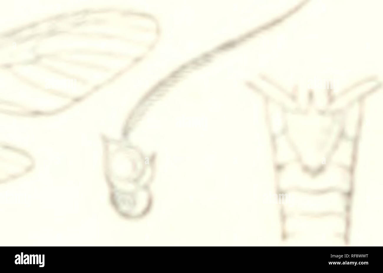 . Katalog der Lepidoptera Phalaenae im British Museum. British Museum (Natural History). Abt. der Zoologie; Motten; Lepidoptera. 1&gt; 70 SYNToMin.?:. Iliuil sviiif? HvMlifJO. tho Venen Muck; das Küstengebiet von orange über iniltllc tlu *t'rmin: Il piirt bhu-k. Ilah. liui. iviv, Corvico ((iurltfiji), 2 cT, Typo. Hep. IM milliin. : &Gt;&gt;). Rhynchopyga mcisteri. (I'lato X. li^'. 11.) Js4"/&gt; ffrii II^ n.-'Ti, ll. r^'. Ein. .Sh Arg. xM|). I'kI (lS."&lt; l); Kirb; r. Kinderbett. II ". p l-JT. (Auf edj^ mit weißen hcaUs, tlie ersten vier sej^ Nu'nt Ed. s Crimson unten, des Ist-ed^ ed mit Weiß. Stockfoto