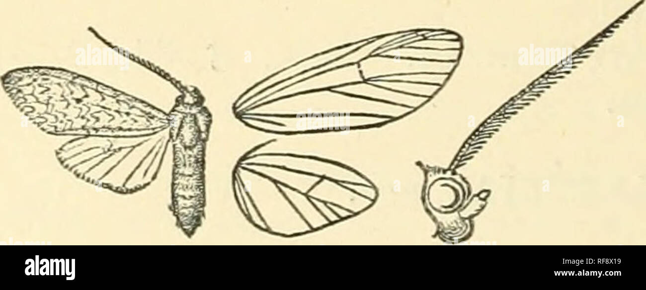 . Katalog der Lepidoptera Phalaenae im British Museum. Motten. Abb. 73