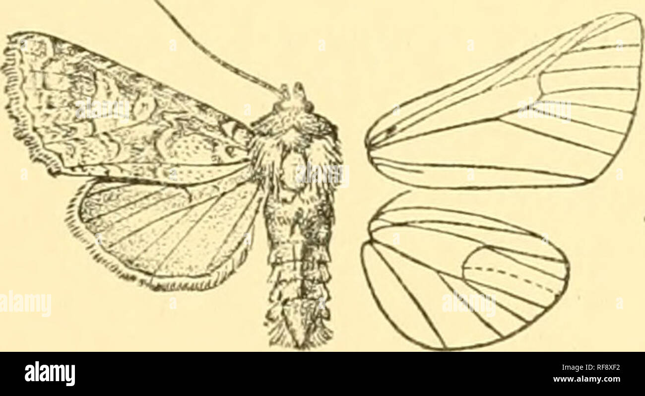 . Katalog der Lepidoptera Phalaenae im British Museum. Motten. POLIA. 79 Braun irrorated mit Grau; Zilien weißlich, mit einem braunen Linie tlirough Ihnen; die Unterseite grau Dick irrorated mit braunen, leicht scheibenförmigen Spot und gewundenen postmedial Linie. Hab. S. llussrA, Sarepta, in Slg. elwes. Exp. 46 Millim. 1233. Folia luteago. Nocfua luteago, Schiff. Wien. Verz. S. 8() (1777); Hiibn. Samnil. Eur. Sclimett., Noct. w. 184 und Dup. Lep. Fr. Suppl. iii s. 24 (&gt;, Pi. 23. ff 3, 4; Staud. Kat. Lep. pal. S. 161. Noctua brunneago, Esp. Schmett. iv. pi. 106. ff 2, .3 (1796). Argillacea Kodua, Stockfoto