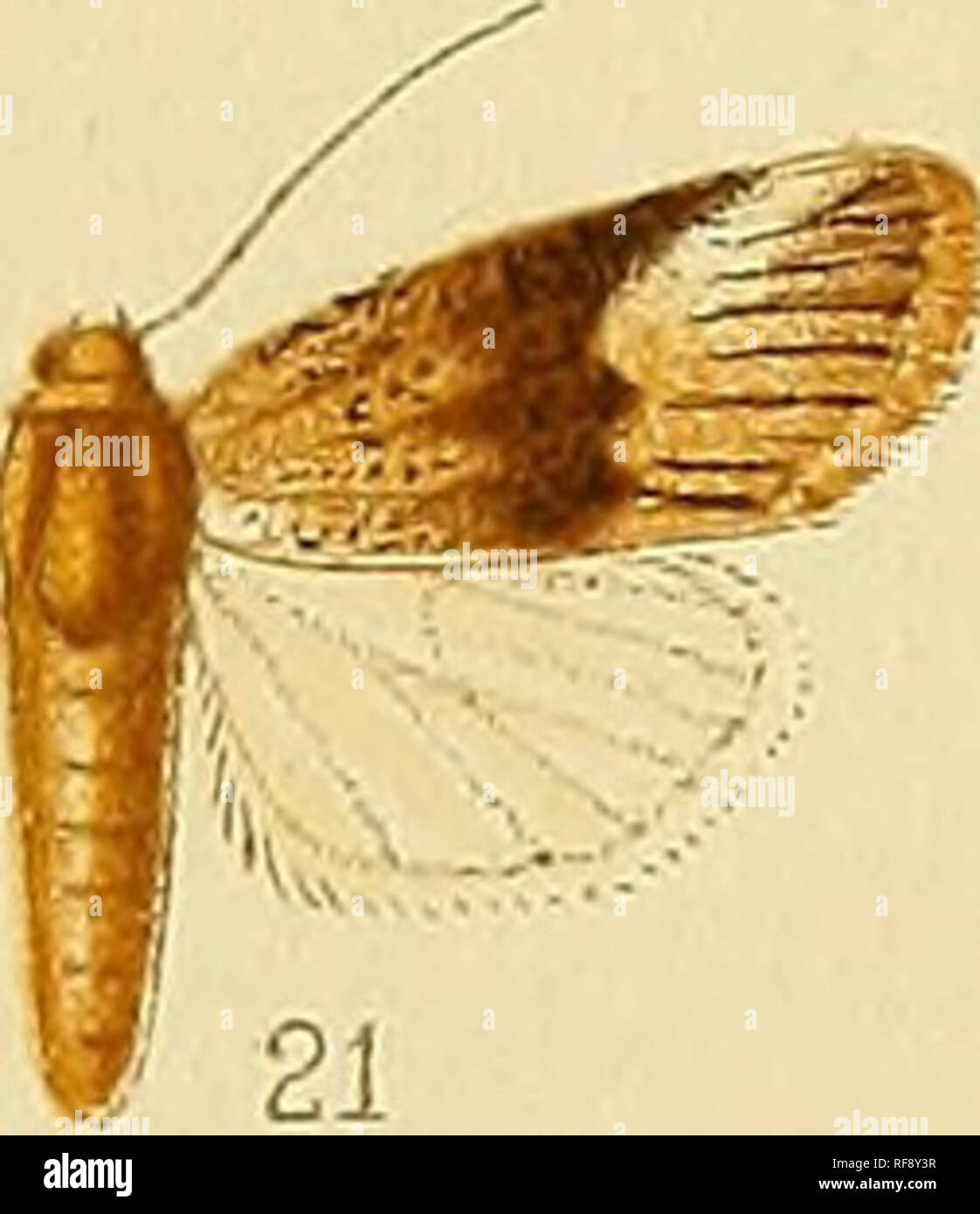 . Katalog der Lepidoptera Phalaenae im British Museum. Motten. 20. ! - "I 14"^' 22 23. Bitte beachten Sie, dass diese Bilder sind von der gescannten Seite Bilder, die digital für die Lesbarkeit verbessert haben mögen - Färbung und Aussehen dieser Abbildungen können nicht perfekt dem Original ähneln. extrahiert. British Museum (Natural History). Abt. der Zoologie; Hampson, George Francis, Sir, 10 Bart. , 1860-1936. London: Gedruckt im Auftrag des Kuratoriums Stockfoto