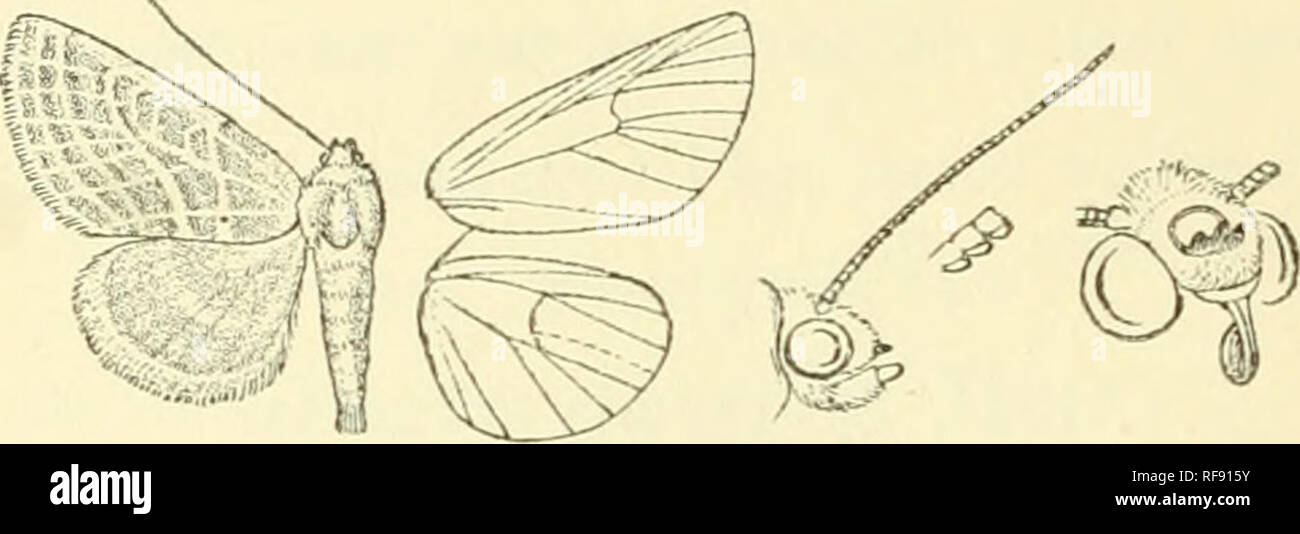 . Katalog der Lepidoptera Phalaenae im British Museum. Motten. r; 74 NOCXriD." E. 4825. Megalodes exiniia. Cosmia cximia, Frr. Neue Beitr. v. S.104, Pi. 442. w. 3 (1884); Herr.- Scbaff. Eur. Scbmett., Noct. w. 399 (1849); Gueii. Noct. ii S.261, Pi. 10. w. 16; Staud. Kat. Lep. pal. S. 240. Kopf und Thorax oliv-grün gemischt mit weißlich; Abdomen ochreous dorsal mit hellen Olivgrüntönen durchdrungen - grün. Vorderflügel oliv-grün über wliitish durchdrungen; die Adern leicht mit weißlichen Streifen; eine schmale schräg gekrümmte grünlich-weißen antemedial Band; reniform leicht definiert durch weißliche, erweitern Stockfoto