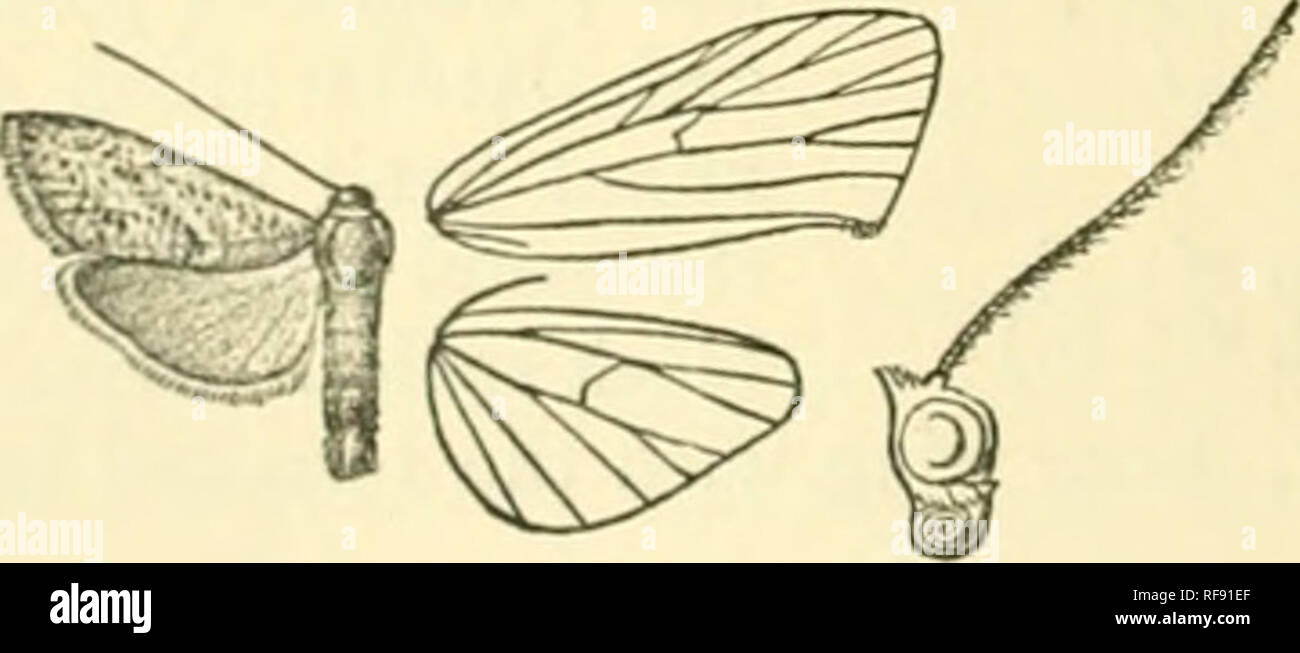 . Katalog der Lepidoptera Phalaenae im British Museum. Motten. o4J ARC ri EINER IN GROSSBRITANNIEN 1153. Rufidisca Diduga. (Platte XXXIII. Abb. 17.) Didtiffa rufidisca, Hiniwii. J. nirn. Bombe. Nat. Hist. Soc. 1897, S. 439. $. Kopf, Tegulae, i) ata?; ia, und mcsothorax bräunlich gelb: palpen und I'Rons, metathorax und Bauch schwärzlich; Beine und ventrale Oberfläche des Abdomens blasser. Vorderflügel mit breiten bräunlich-gelben Rippenbögen fascia irrorated mit ein paar dunkle Schuppen, seine untere cdi, 'e weißlich und stark cremilatc, nachstehend mit "Fuscous suti Usion aus Schattierung, langweilige rufous in Richtung Innenrand; ein obsc Stockfoto