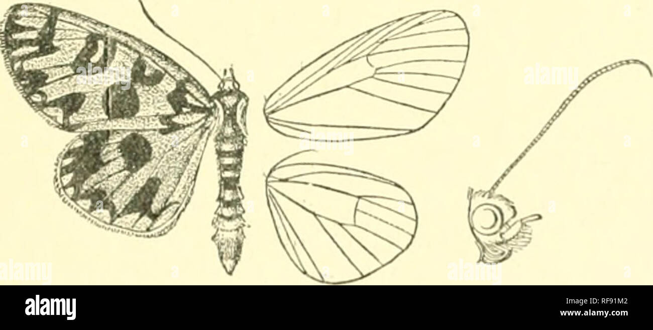 . Katalog der Lepidoptera Phalaenae im British Museum. Motten. PHAPIS.- LONGIOELLA. 661 * 223. Phasis mardava. (Platte WFL. Abb. 10.) P/w. s/a-mardava, Druce, A. M. N. II. (6) xx.s. aOO (Ih'JT). 5. lilack-braun. Vorderflügel mit leicht unregelmässig Pal 6 gelbes Band I "Rom gerade unterhalb der Mitte der Costa unter Vene 2 Oben, Unten incurved tornus Costa. Nab. Amazonen, llio Napo (WhitcJij), Typ T $ in Slg. Druce. Exj). 4 S Millim. Gattung LONGICELLA. . Lo) i (/icclla, Jordán. Nov. Zool. iii s. ol (1896) Art. mollia. Rüssel voll entwickelt; Palpen umgedrehten, tlie 2. Gemeinsame mäßig gesäumten witli Imir Stockfoto