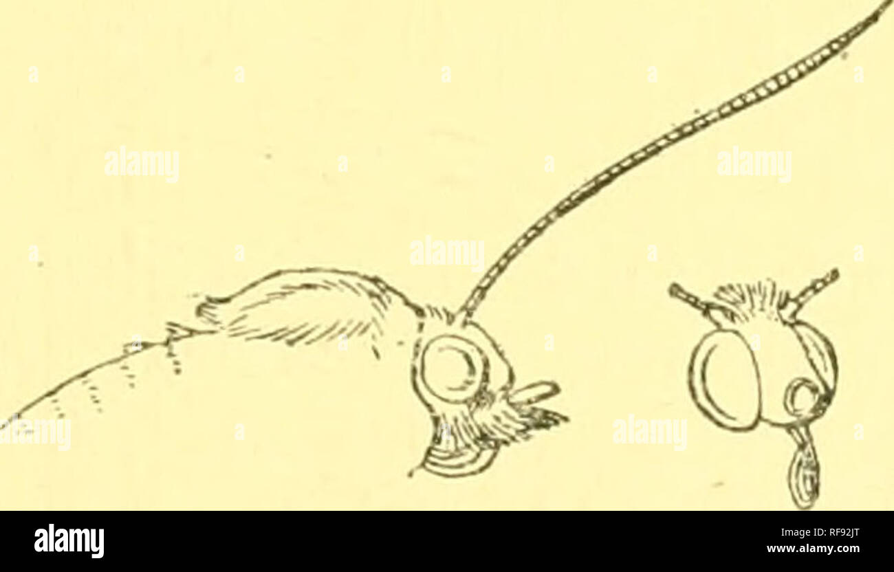 . Katalog der Lepidoptera Phalaenae im British Museum. Motten. Abb. -. 108.- Apsegocera argyrogramma, J.J.Blau Y-förmigen Mark; eine oblicpie postmedial Hand von lebenden weißen Flecken aus der Vene 7 bis unter 3, die drei oberen Punkte verbinden. Hinterflügeln helle fulvous Rot mit einem eher breite Klemme schwarz Band leicht erweitern an Vene 2 und verjüngt sich bis zu einem Punkt am inneren Rand über Mitte; Zilien checpierecl Schwarz und Weiß. Hah. Asha^ ti, Obuassi {Bergman), 1 J Art. JExp. 62 Millim. Kranke d. Apsegocera aurantipennis. (Platte LXXI. Abb. 5.) Apxgocera aurantipenms, Hmpsn. A. M.N.H. (8) x. S. 611 (1912 Stockfoto