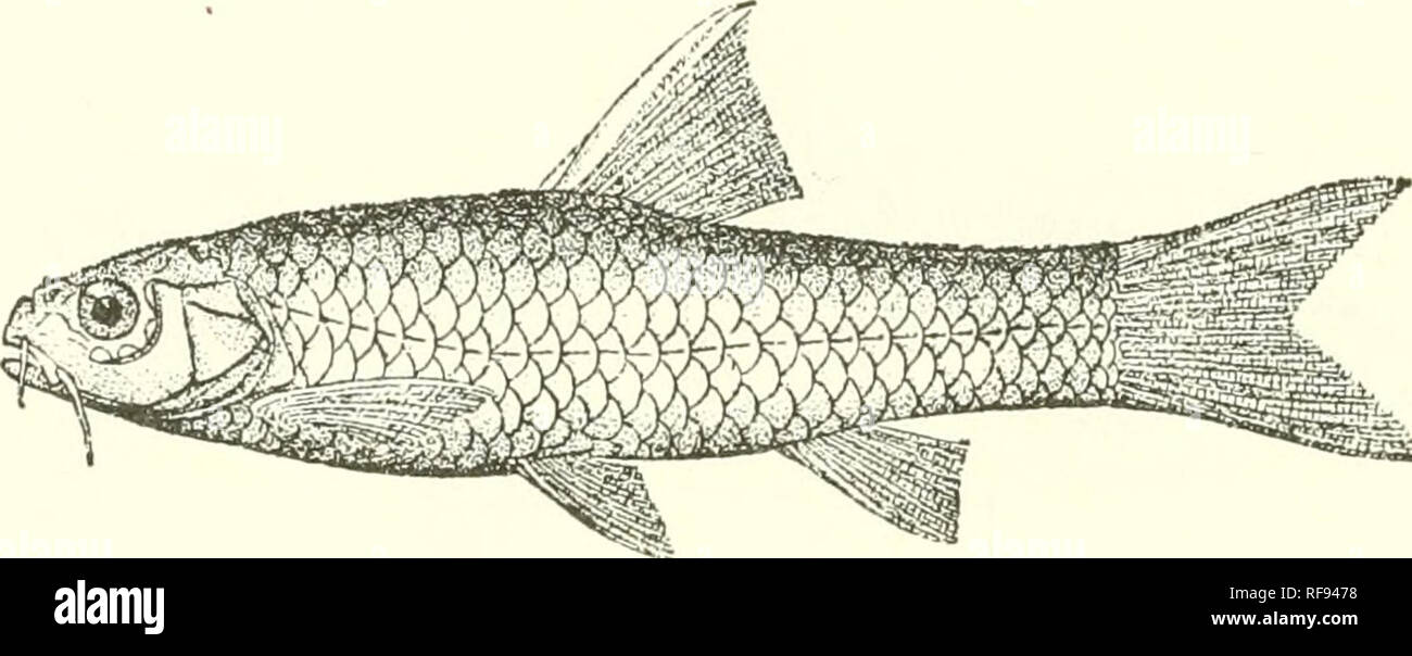 . Katalog der Süßwasser-Fische von Afrika in das British Museum (Natural History). Fische; Süßwasser-Tiere. 128 CYPEINID.^. Pektorale, der Zweite vor der Vertikalen der Rücken-, der Dritte hinter der Senkrechten der Rücken-, der vierte an der Basis der Kaudalen; Lamellen weißlich. Gesamtlänge 50 Millim. Kavalli R., Bukoba, Obere Ituri (Demokratische Republik Kongo).-Typ in Berlin Museum. 117. BARBUS LATIGEPS. Pfeff. Jahrb. Hamb. Wiss. Anst. x. 2, 1893, S. 38, Pi. Ich. 4 und Thierw. O.-Afr., Fische, S. 57 (1896). Abb. 105.. Barhiis Laticeps. Nach Pfeffer {I. c). Tiefe der Körper fast gleich Länge von Kopf, Stockfoto