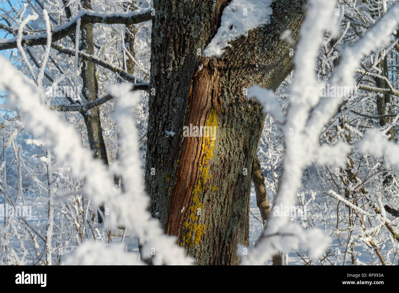 Bunte Streifen auf der Rinde von einem Baumstamm in einem Winter Forest gesehen letzten Schnee oder Frost Zweigniederlassungen, die in einem Konzept der Jahreszeiten und Wetter in Stockfoto