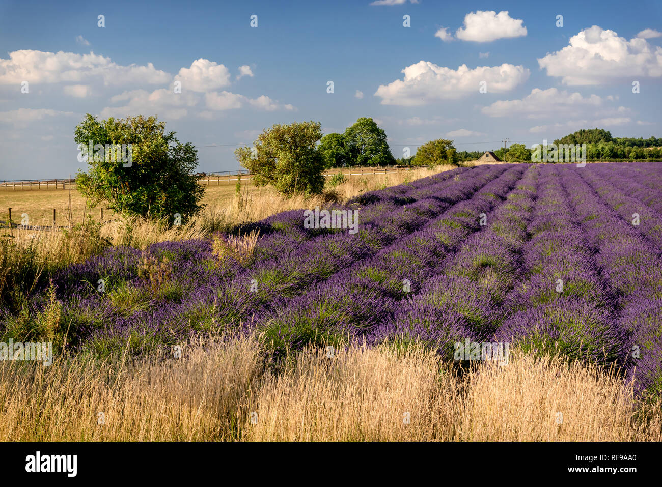 Bereich der Lavendel bereit zu ernten Stockfoto