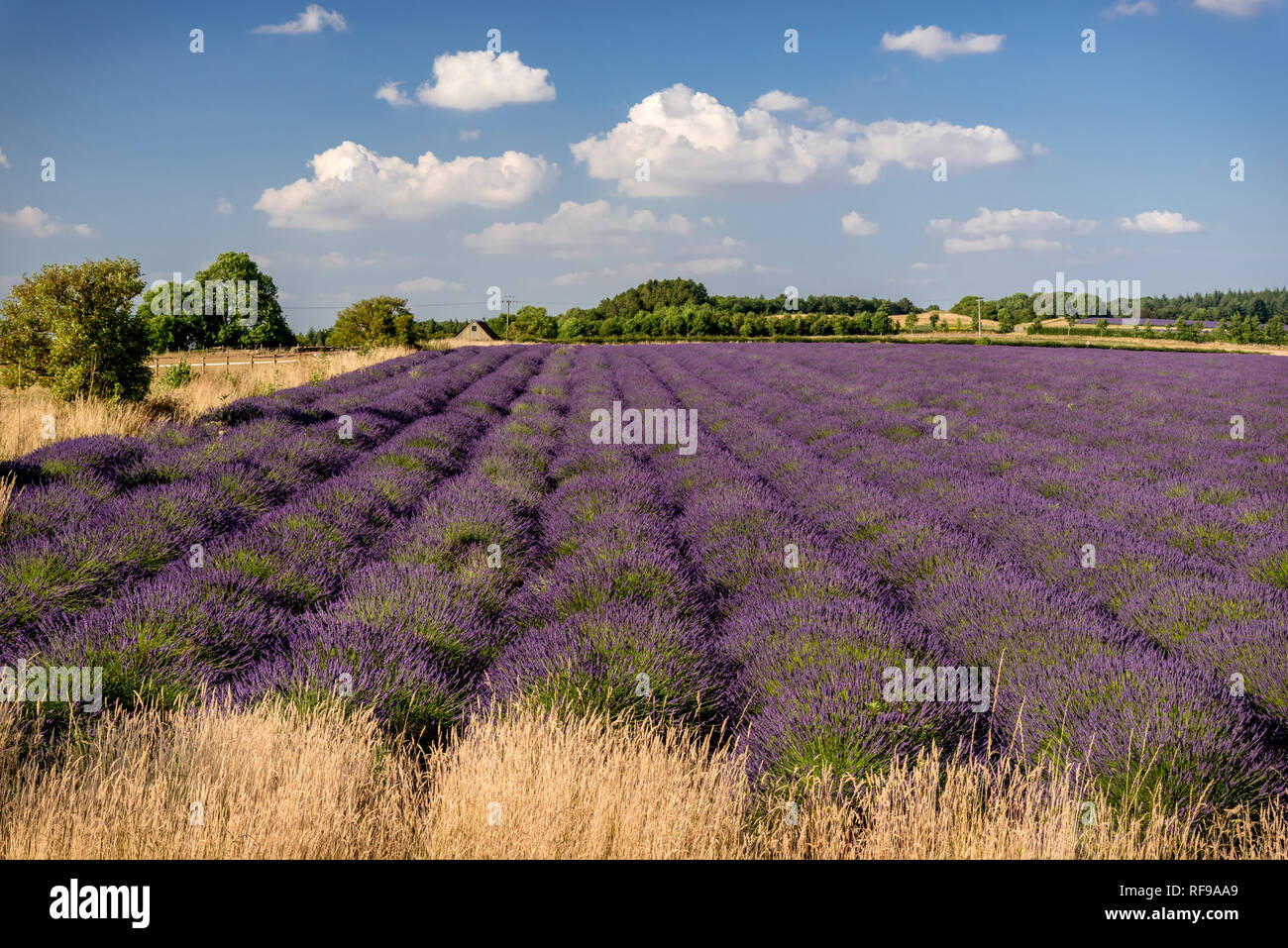 Bereich der Lavendel bereit zu ernten Stockfoto