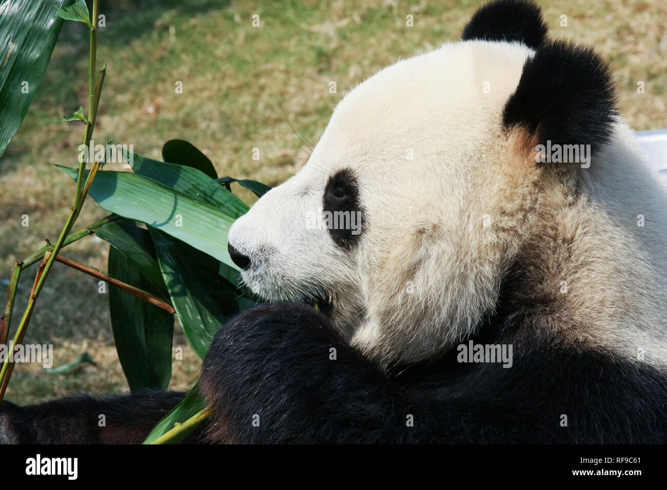 Panda Bambus essen Stockfoto