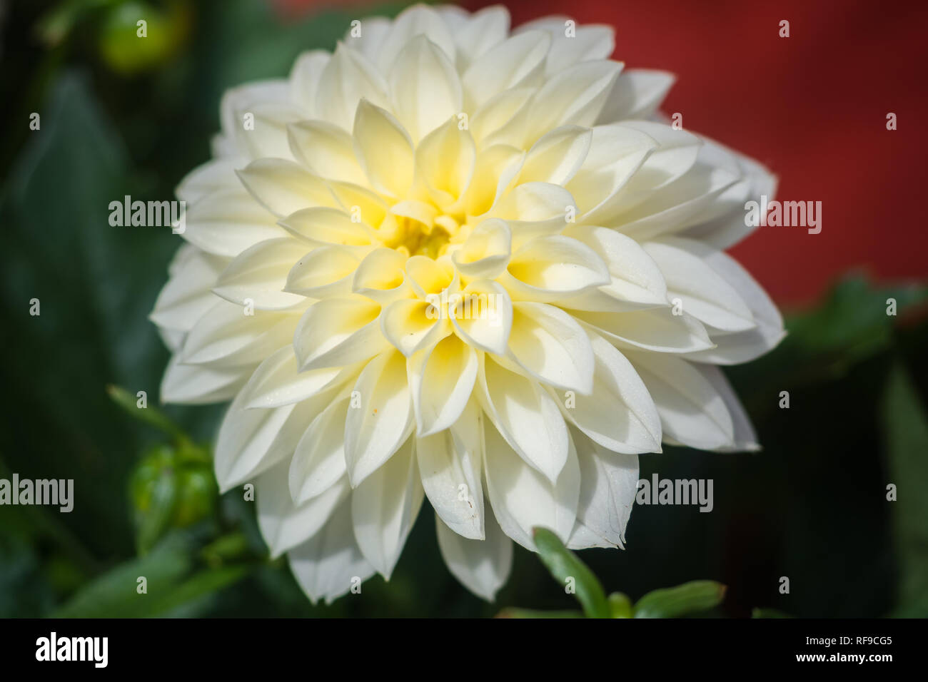 Weiße Dahlie Blume im realen Garten; geringe Tiefenschärfe. Garten Stockfoto