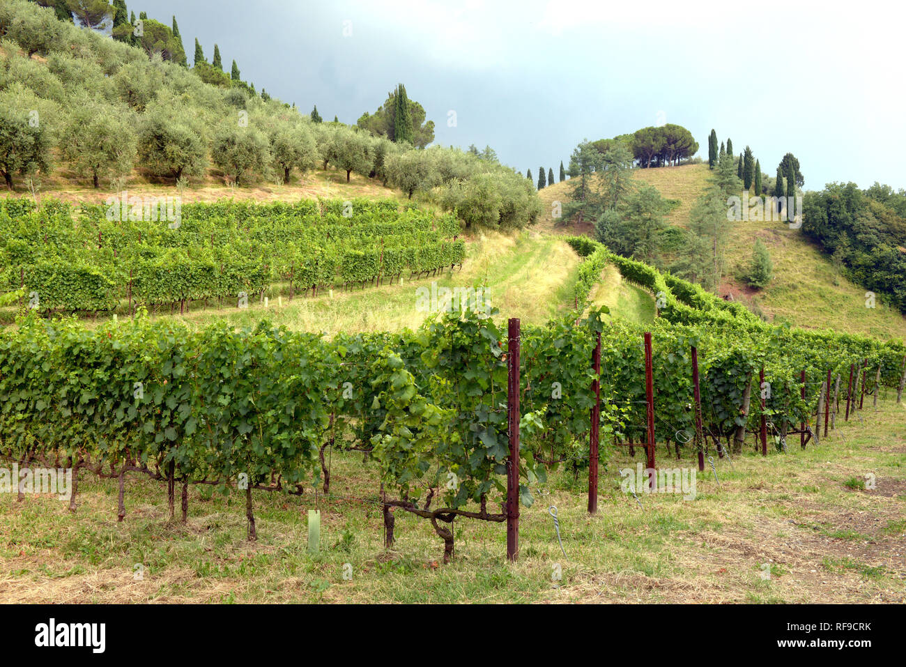 Schönen Olivenhain und Weinberg in der Diesel Farm, wo seit 1999 Renzo Rosso, Gründer und CEO der Modemarke Diesel, Wein produziert, Stockfoto