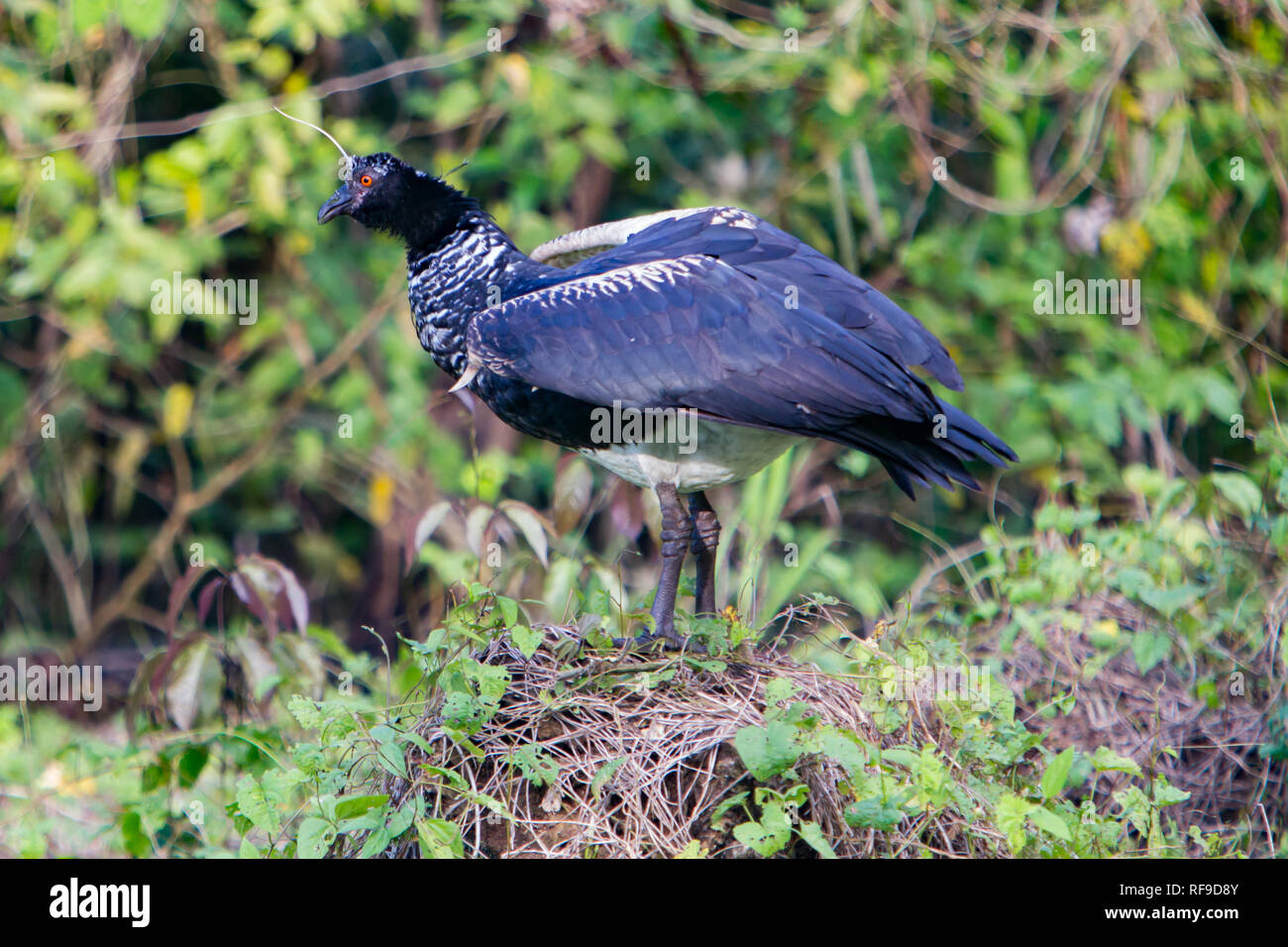 Gehörnte Screamer, Anhima cornuta, eine gemeinsame Wasservogelabkommens entlang des Amazonas in Loreto, Peru Stockfoto