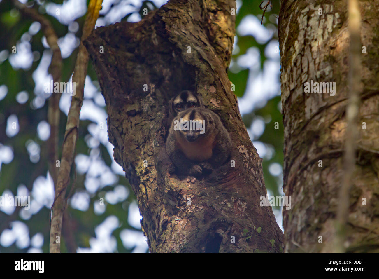 Ein paar Nacht Affen Blick aus ihrer Bohrung während des Tages in der Pacaya-Samiria Nationalreservats von Loreto, Peru Stockfoto