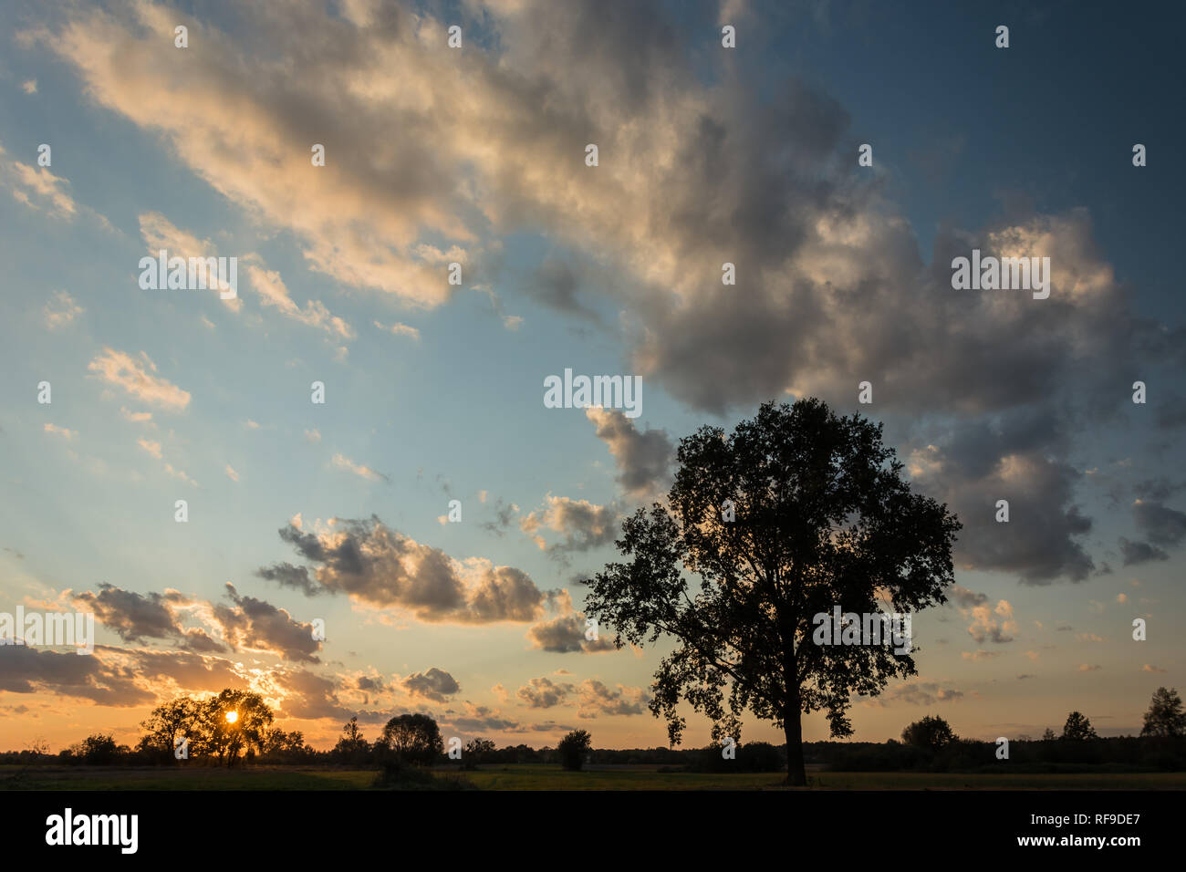 Silhouette einer großen Eiche Baum, auf einer Wiese, Sonnenuntergang, Wolken im blauen Himmel Stockfoto