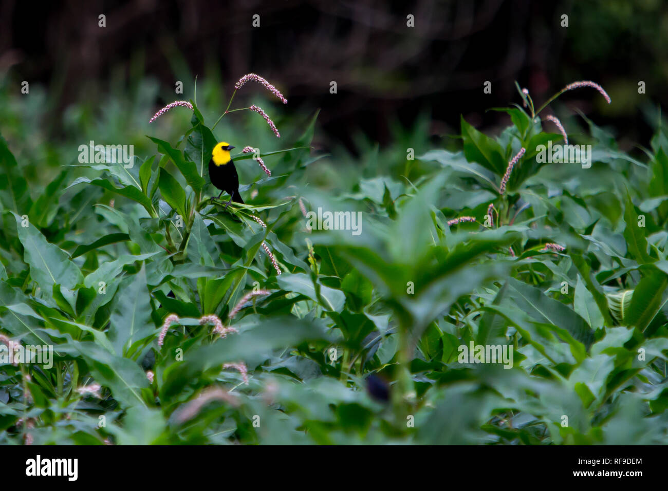 Eine gelb-hooded Blackbird, Chrysomus icterocephalus, gemeinsame in Feuchtgebieten Lebensräume entlang des oberen Amazonas in Loreto, Peru Stockfoto