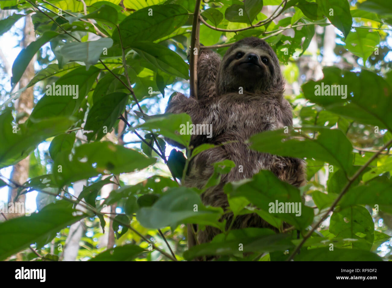 Eine junge Drei-toed Sloth im Amazonas Regenwald von Peru ist spannend für Ecotourists Nahaufnahme zu sehen Stockfoto