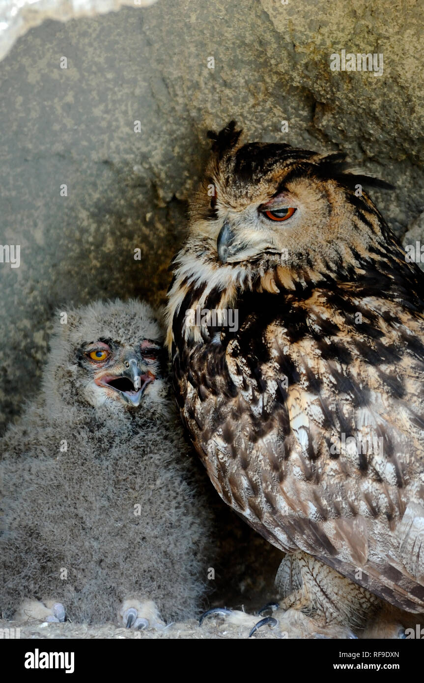 Europäische oder Eurasian Eagle Owl, Bubo bubo, & Küken Camargue Provence Frankreich Stockfoto