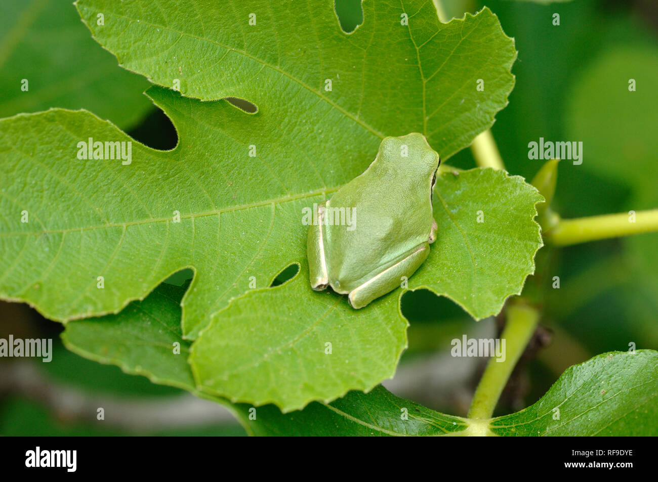 Laubfrosch, Hyla arborea, früher bekannt als Rana arborea, getarnt auf ähnlichen Grün Blatt in der Camargue Feuchtgebiete Provence Frankreich Stockfoto