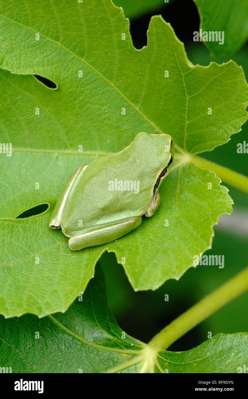 Laubfrosch, Hyla arborea, früher bekannt als Rana arborea, getarnt auf ähnlichen Grün Blatt in der Camargue Feuchtgebiete Provence Frankreich Stockfoto