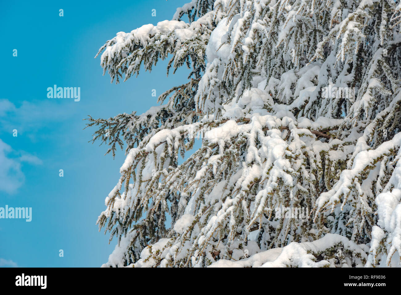 Tanne Baum im Schnee auf schönen, sonnigen Wintertag abgedeckt Stockfoto