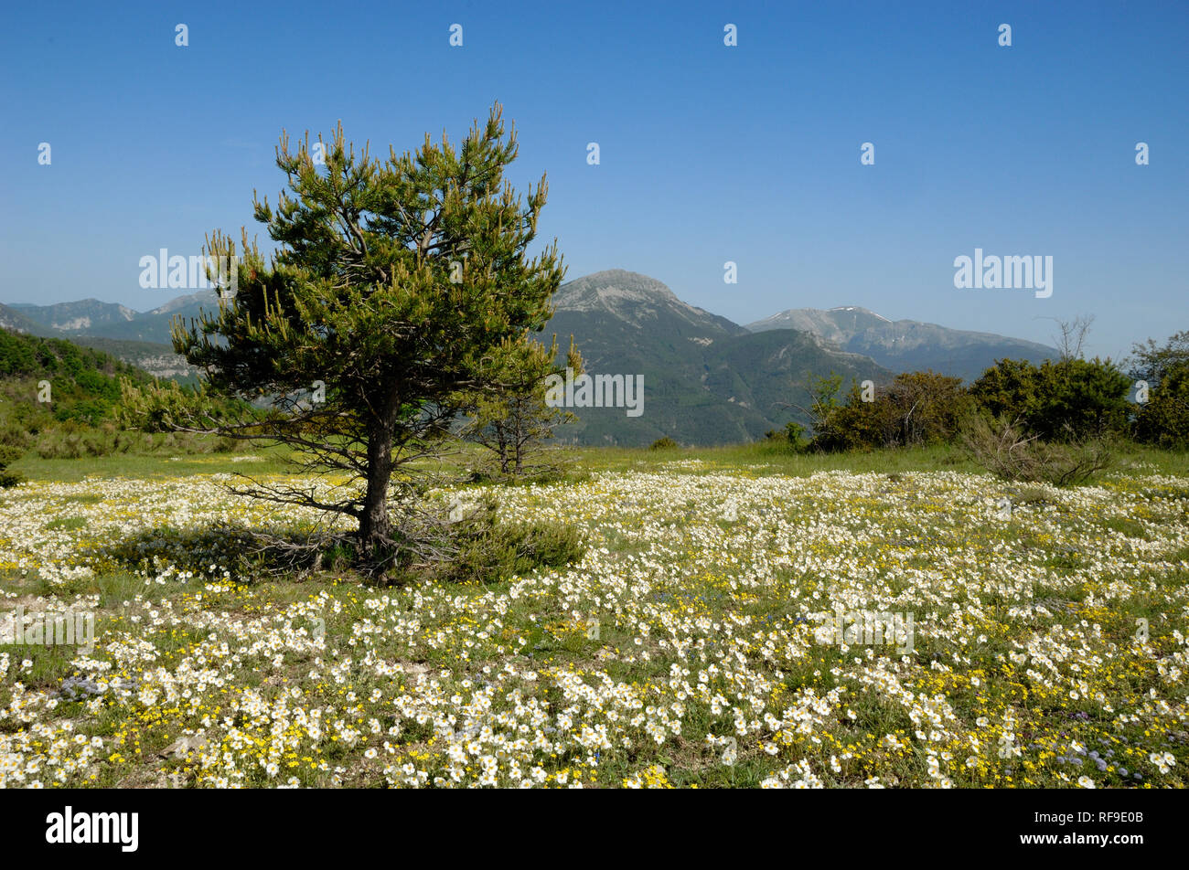 Wilde Blumenwiese oder Frühlingswiese, einschließlich Weißen Felsen - Rose, Helianthemum apenninum, Courchons in den Regionalparks Verdon Provence Frankreich Stockfoto