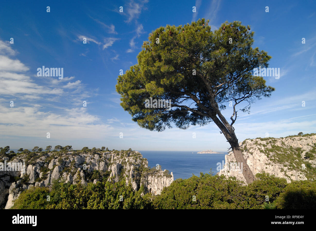 Wind-Deformed Zirbe oder Regenschirm Kiefern, Pinus Pinea, oberhalb der Calanque d'En Vau & Mediterrane Küste, Calanques Nationalpark, Provence, Frankreich Stockfoto