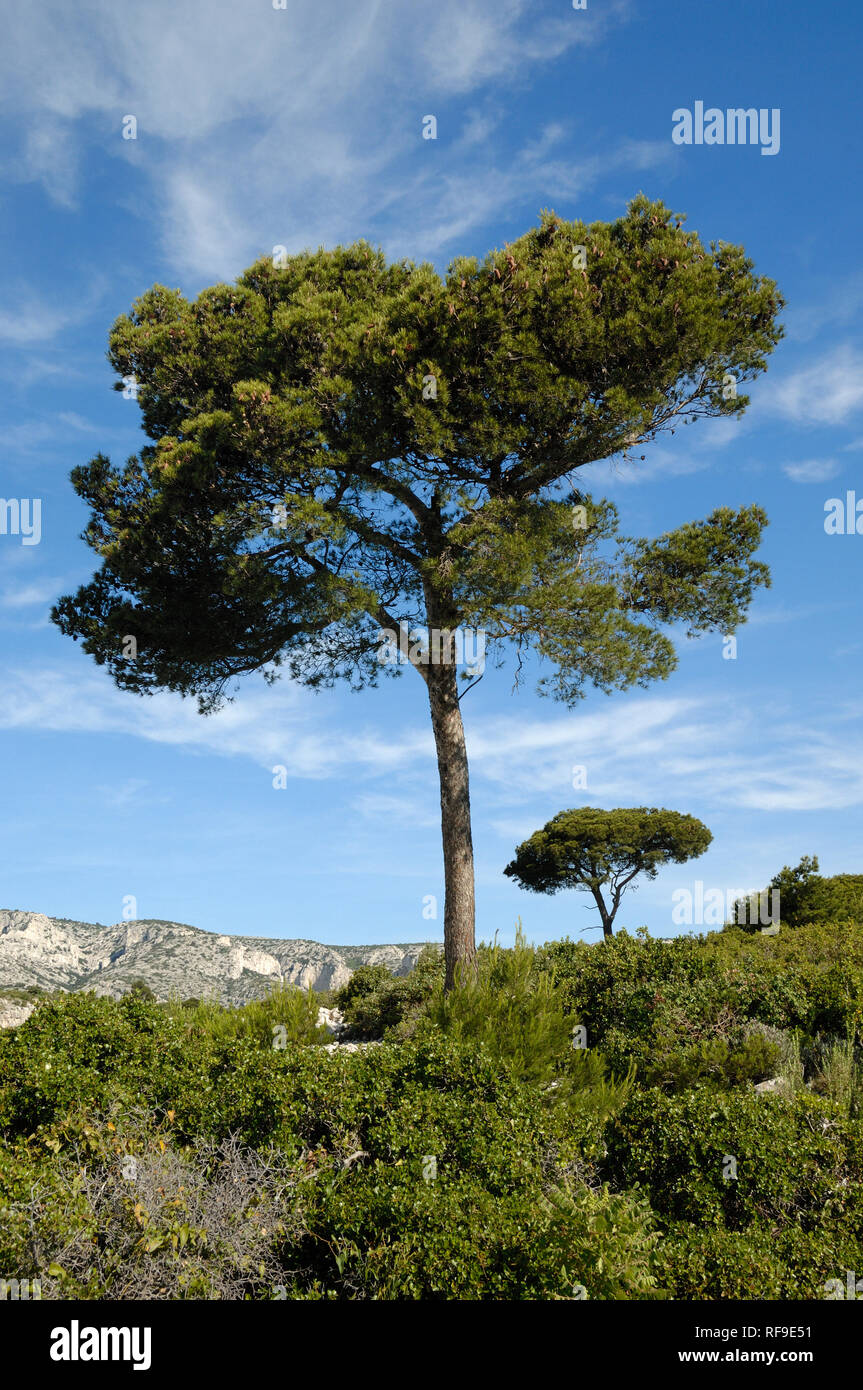 Paar Pinien oder Regenschirm Kiefern, Pinus Pinea, oberhalb der Calanque d'En Vau und der Mittelmeerküste, Calanques Nationalpark, Provence, Frankreich Stockfoto