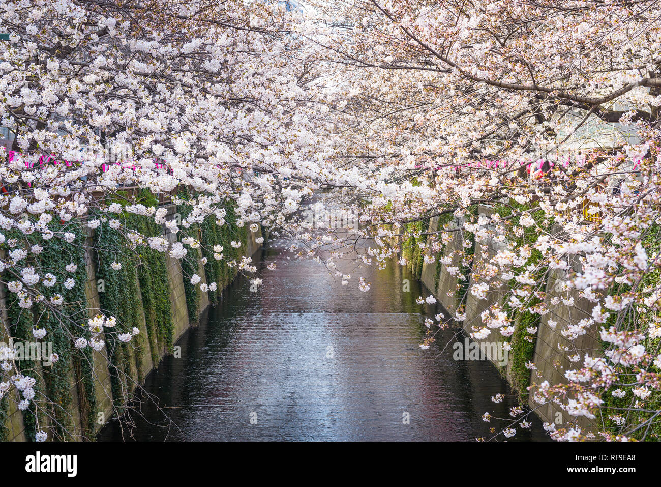 Cherry Blossom gesäumt Meguro Canal in Tokio, Japan. Stockfoto