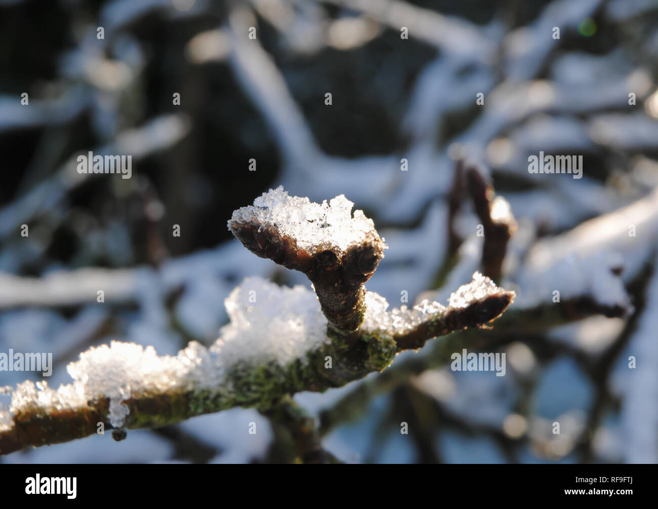 Nahaufnahme der Schneeflocken gesammelt auf einem Baum in einer britischen Garten mit dem Winter Sonnenlicht auf Sie Stockfoto