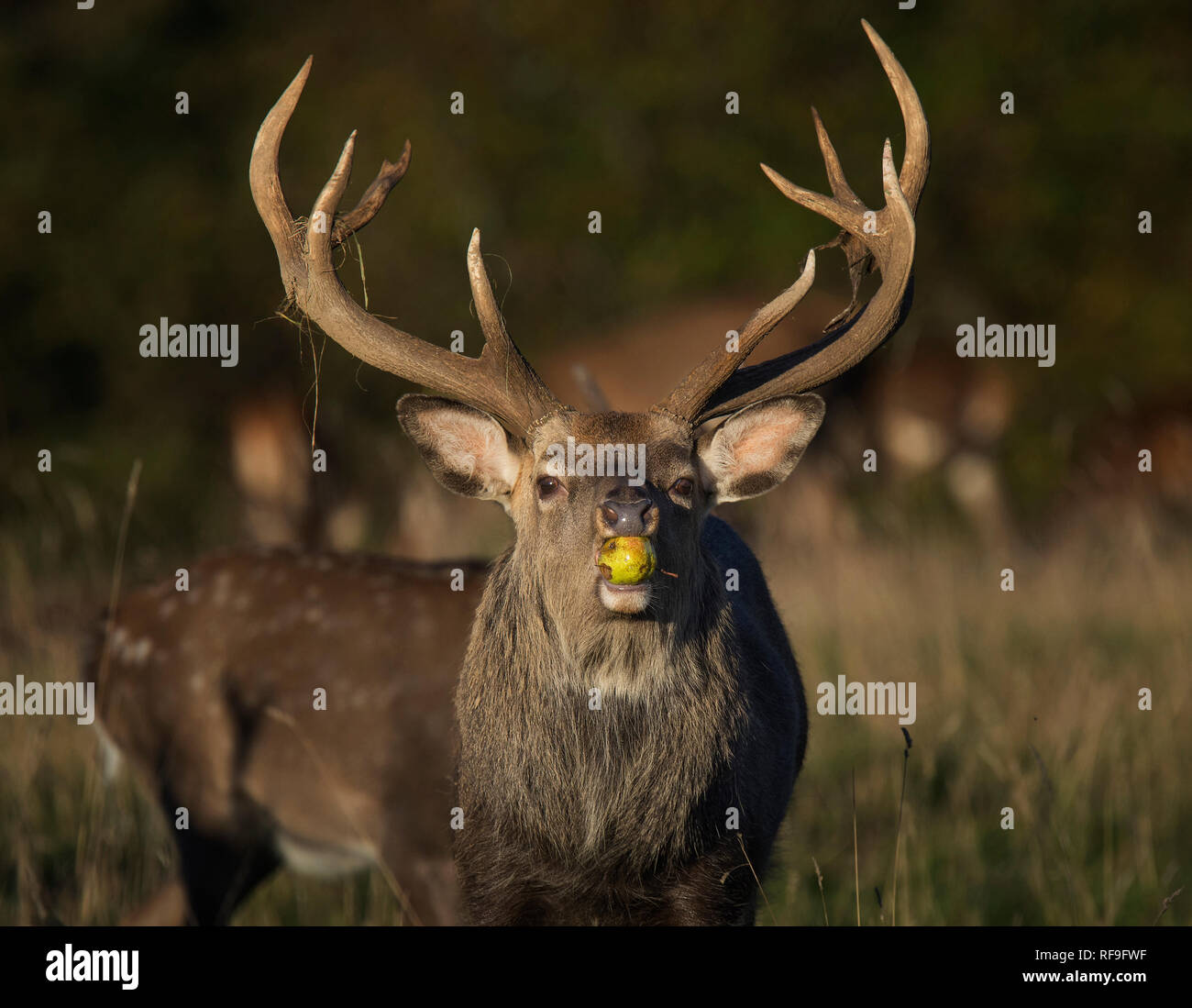 Sika Deer Stag, Apfel essen, während der Brunftzeit, Curvus elaphus, Fountains Abbey, North Yorkshire, England, Großbritannien Stockfoto