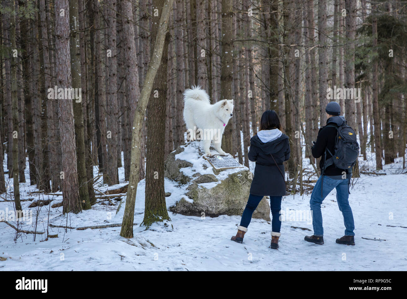 Paar wandern mit weißen Husky Hund in den Wald. Stockfoto