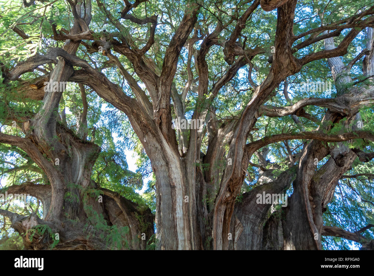 Baum des Lebens, der größte Baum der Welt, El Tule, Oaxaca, Mexiko Stockfoto