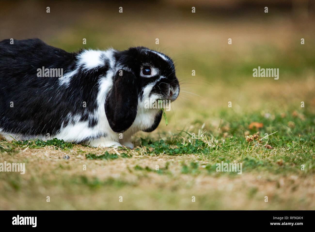 Löwenkopf-Kaninchen/Klappkaninchen Stockfoto