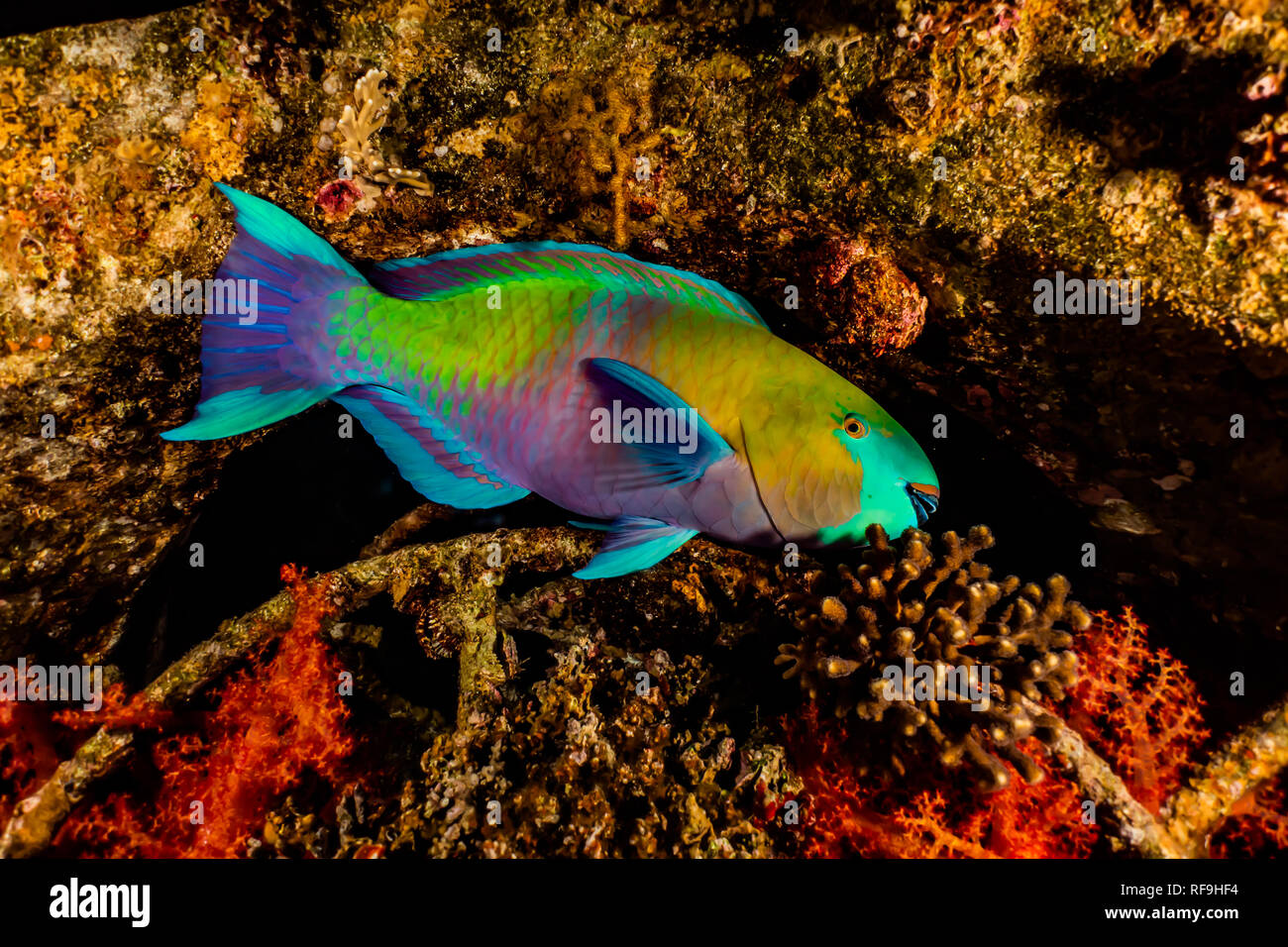 Fische schwimmen im Roten Meer, bunte Fische, Eilat Israel Stockfoto