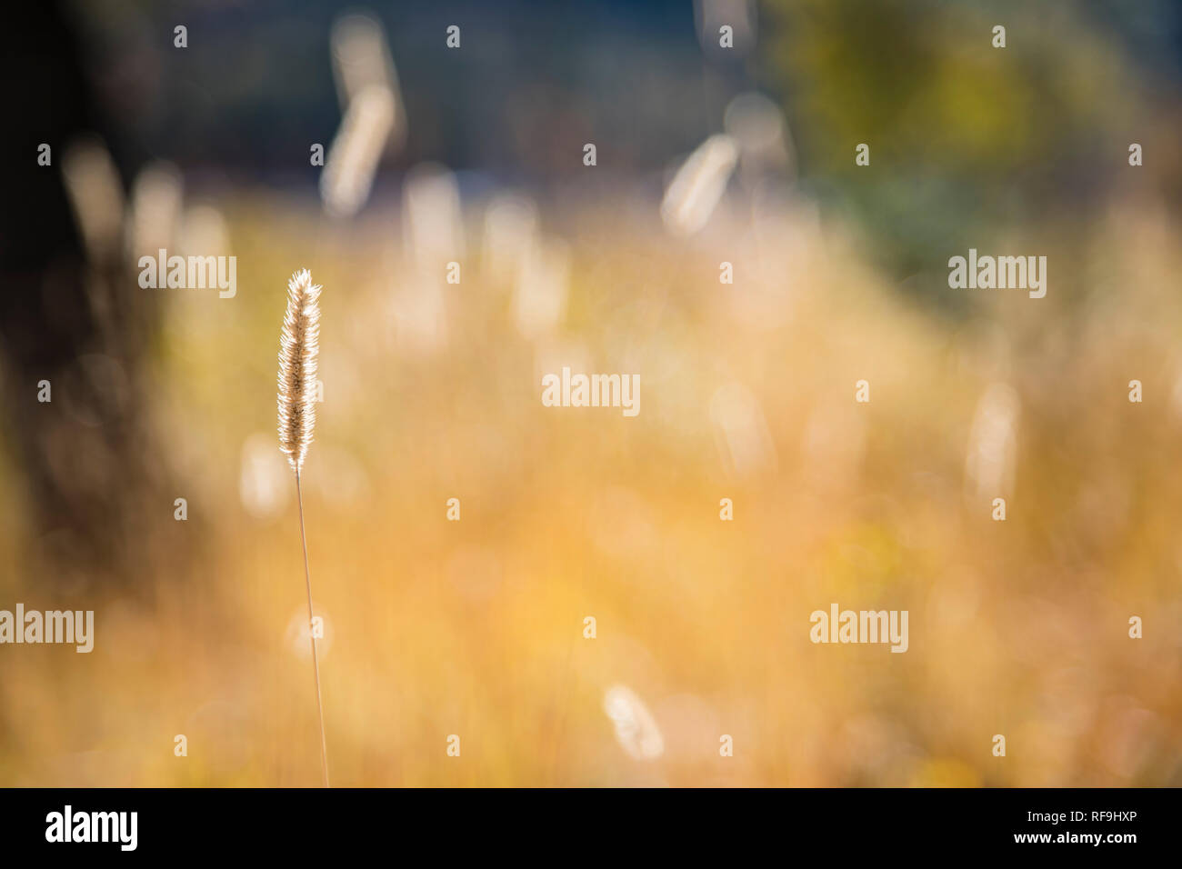Um sich von den Massen. Ein einsamer Grashalm steht neben dem Rest, wie es durch das goldene Sonnenstrahlen Silhouette ist. Stockfoto