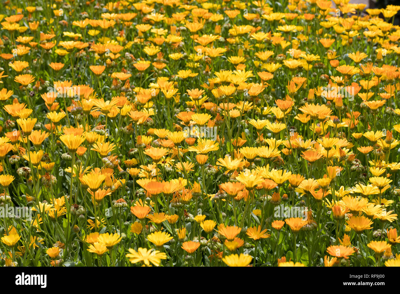 Ringelblume, Calendula officinalis, Garten-Ringelblume, Pot marigold, ruddles, gemeinsame Ringelblume, Garten ringelblume Ringelblume, englische, schottische Ringelblume, Stockfoto