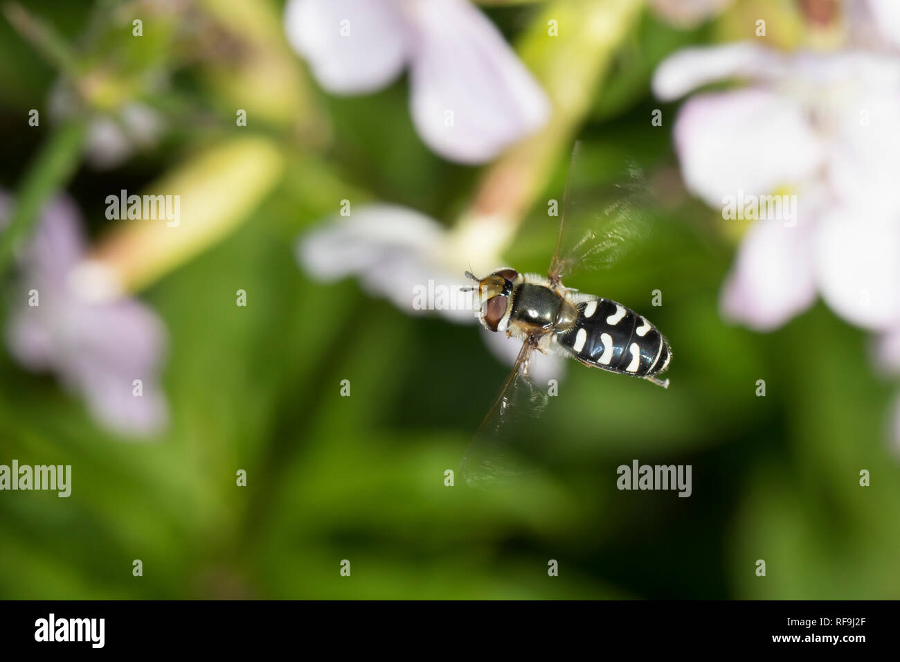 Späte Großstirnschwebfliege, im Flug, fliegend, Späte Großstirn - Schwebfliege, Weiße Dickkopf-Schwebfliege, Blasenköpfige Schwebfliege, Halbmondschwebf Stockfoto