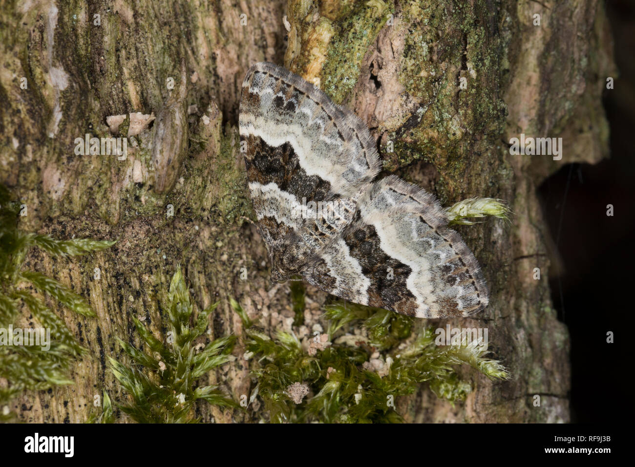 , Graubinden-Labkrautspanner Epirrhoe alternata, gemeinsame Teppich, weiß gebändert Zahnriemen Teppich, l'Alternée, Mélanippe de l'Alchémille, Schlüssel, Geometrida Stockfoto