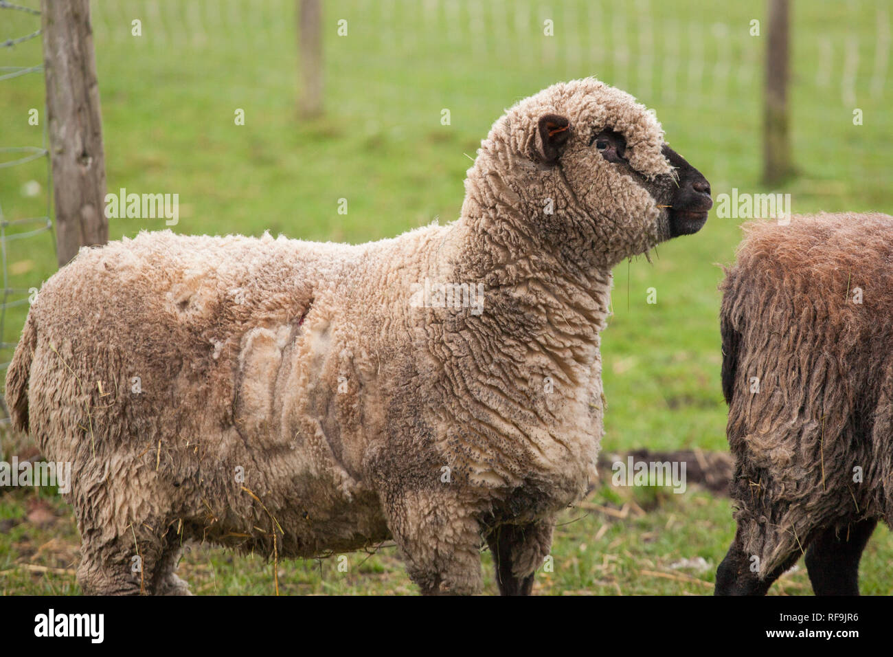 Ein einzelnes Schaf stehend in einem grünen Feld in der englischen Landschaft, Schäferei. Stockfoto